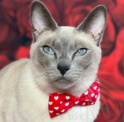 Valentine Heart Red Luxury Fabric Bow Tie Cat Collar | The Kitty Bling Boutique