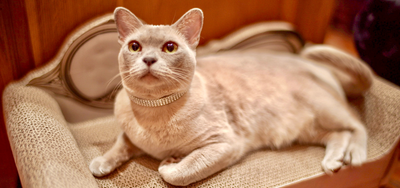 Kitty Klip Diamonds For Kitty Crystal Cat Collar