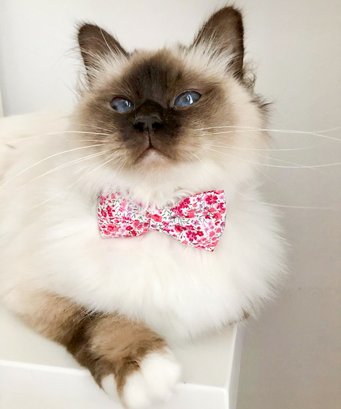 Pink Breakaway Cat Collar With White Diamonds -   Cat collars,  Breakaway cat collars, Designer cat collars
