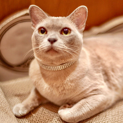 Diamonds For Kitty Klip Crystal Cat Collar