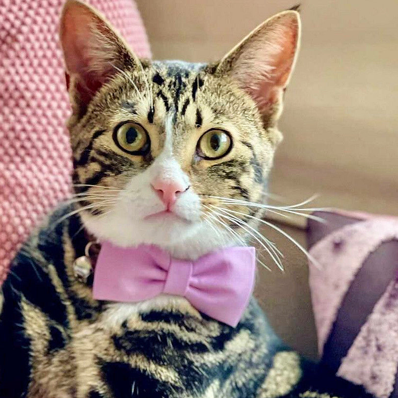 Lavender Cat Collar Plain Lavender Luxury Fabric Bow Tie Cat