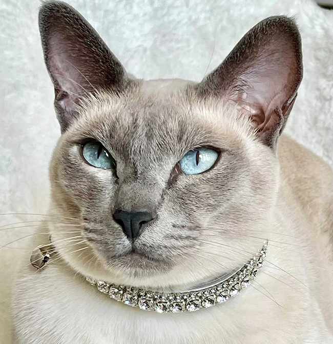 Glamour Puss Diamond Clear Crystal Cat Collar 