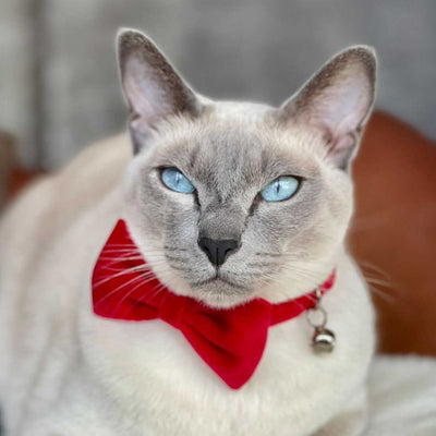 Luxe Velvet Red Bow Tie Cat Collar
