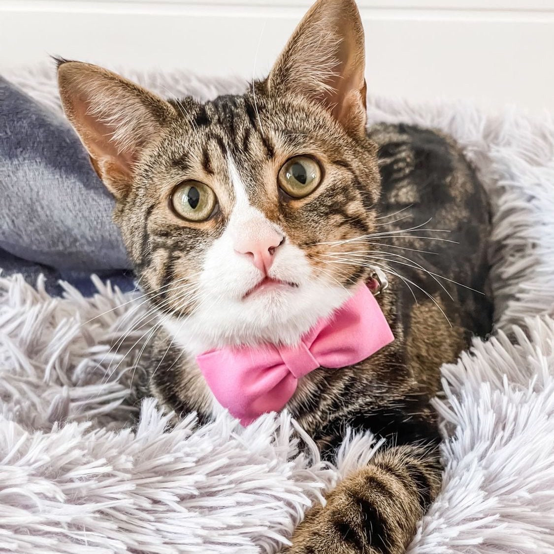 Plain Pink Luxury Fabric Bow Tie Cat Collar | The Kitty Bling Boutique 