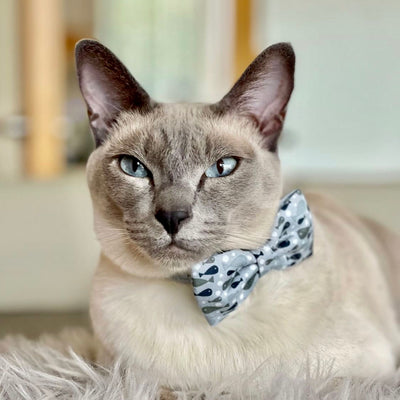Luxury Fabric Fish Bow Tie Cat Collar