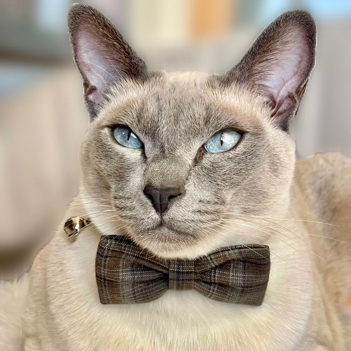 Dapper Cat Charcoal Plaid Luxury Fabric Bow Tie Cat Collar