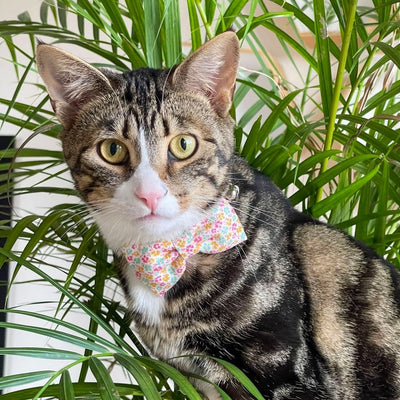Summer Flowers Luxury Fabric Bow Tie Cat Collar