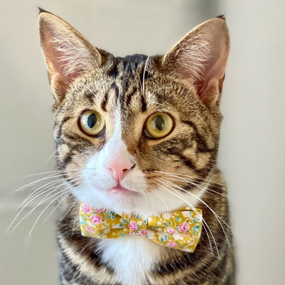 Bonnie Mustard Floral Luxury Fabric Bow Tie Cat Collar | The Kitty Bling Boutique